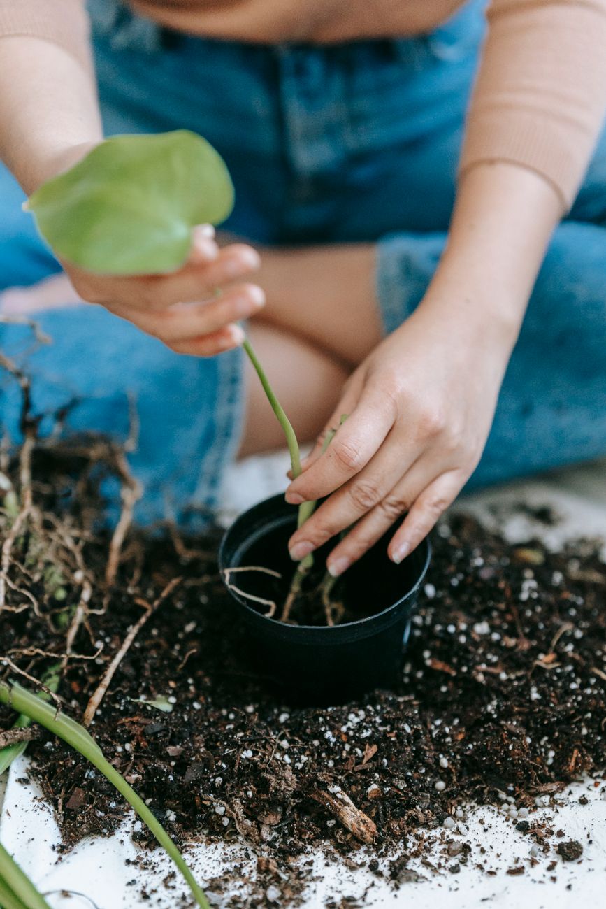 High angle of crop anonymous female gardener wearing jeans sitting with crossed legs and planting sprout