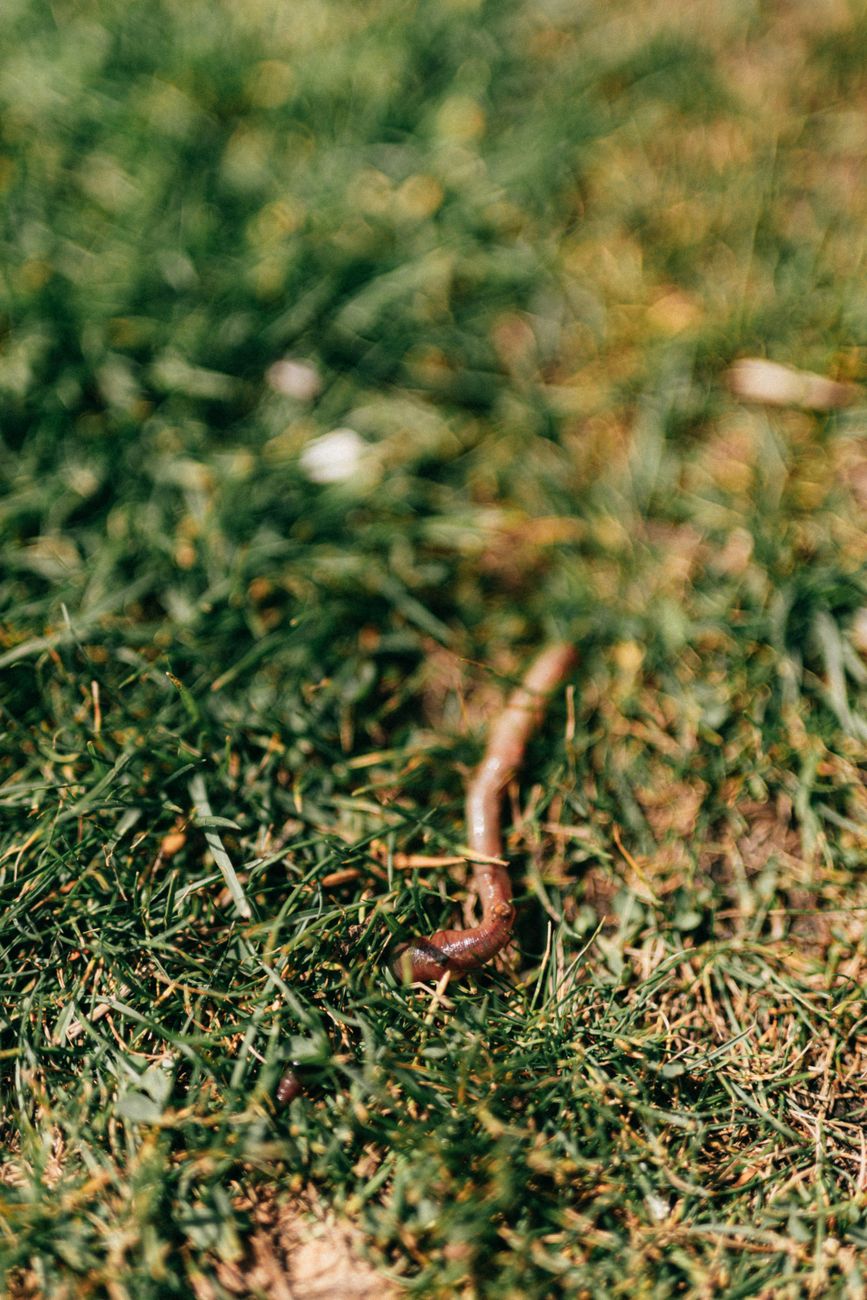 From above lawn covered with green grass with crawling red earthworm during summer day in nature