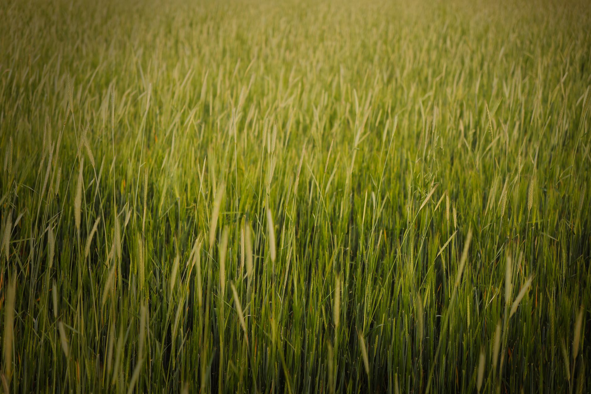 A vibrant green wheat field in rural Ankara, Turkey during summer, showcasing agricultural growth.