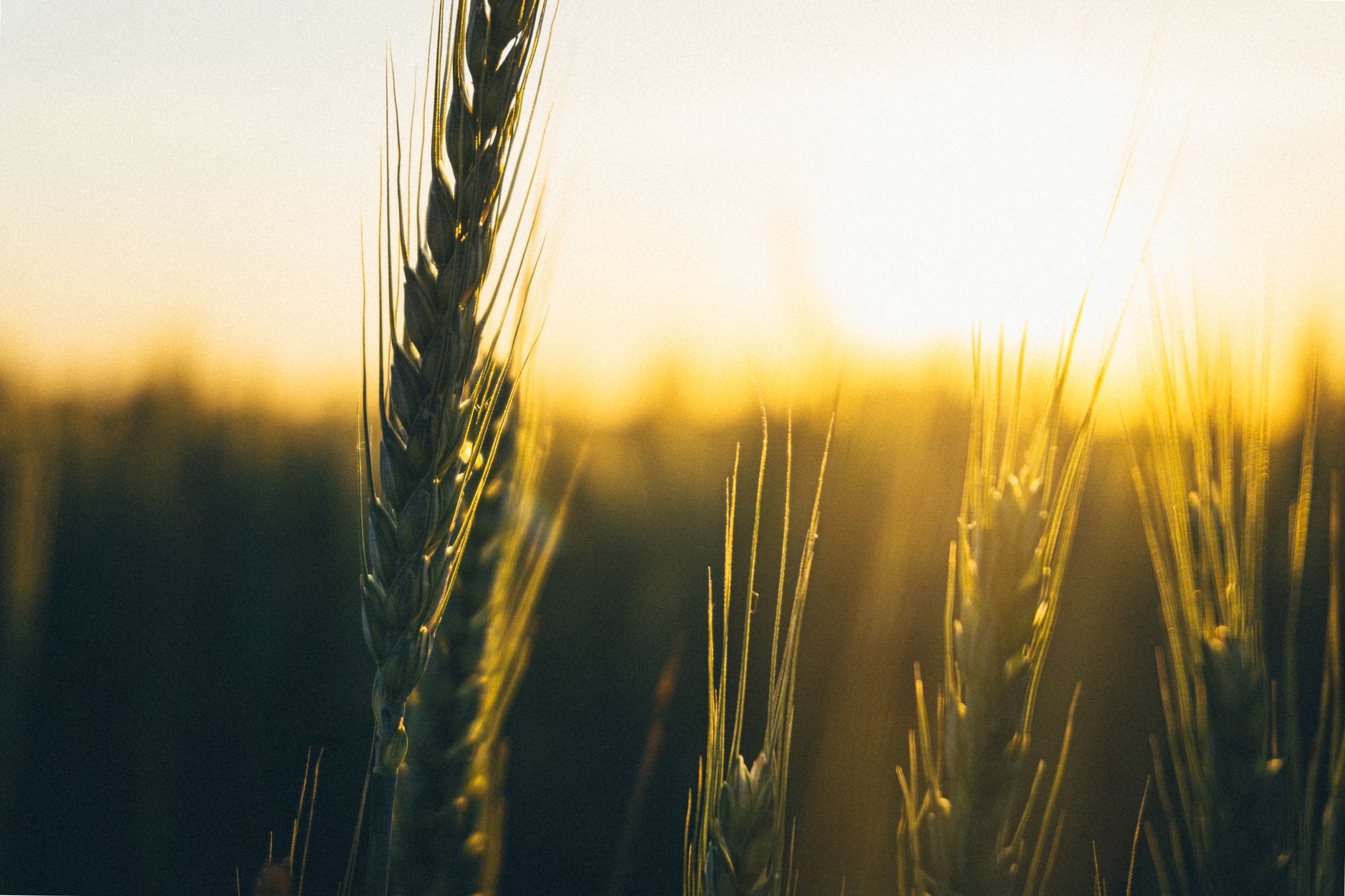 A serene close-up of wheat stalks silhouetted against a vibrant sunset.