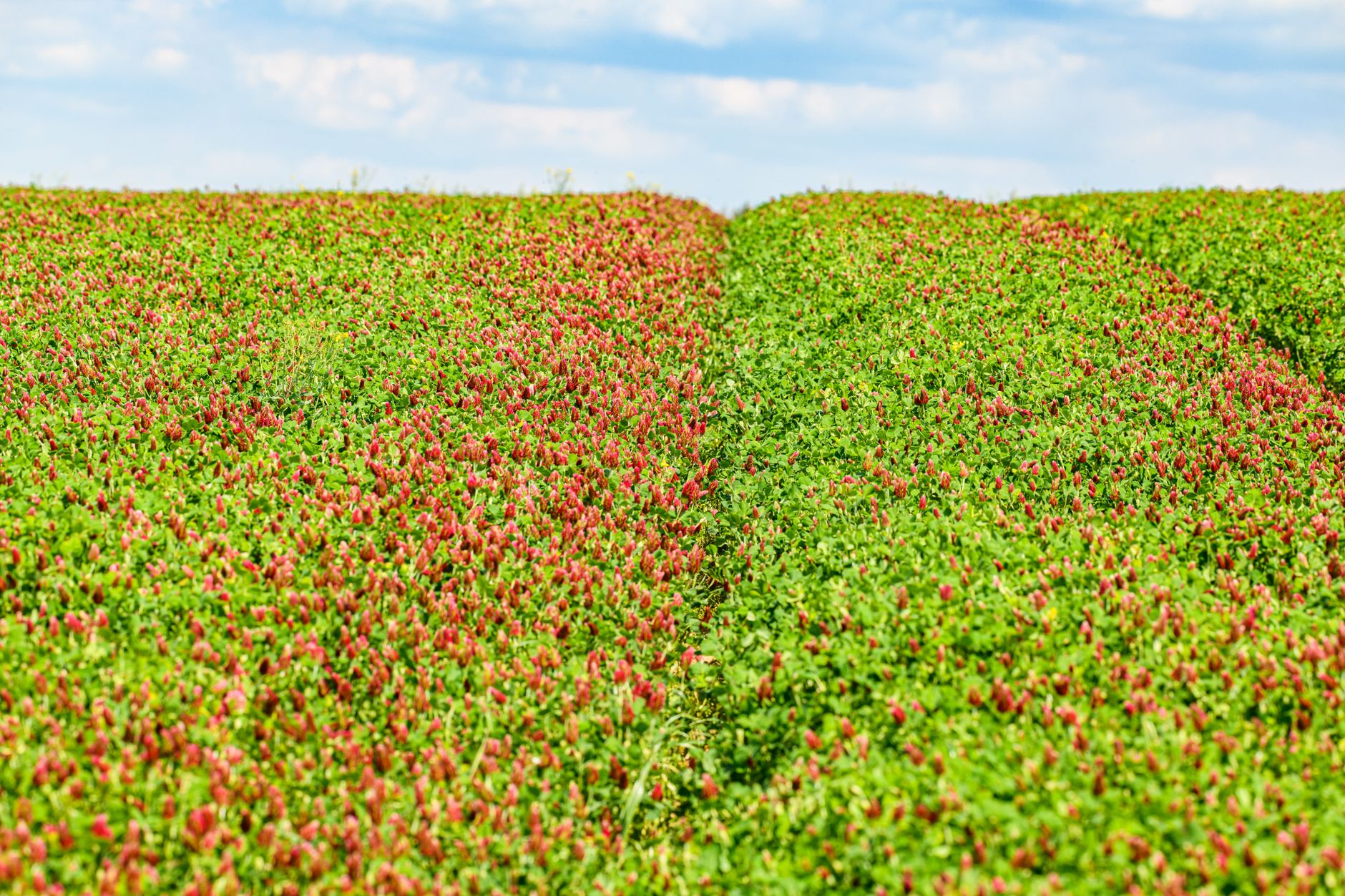 Lush and colorful clover field blossoming under a bright summer sky, showcasing natural beauty.